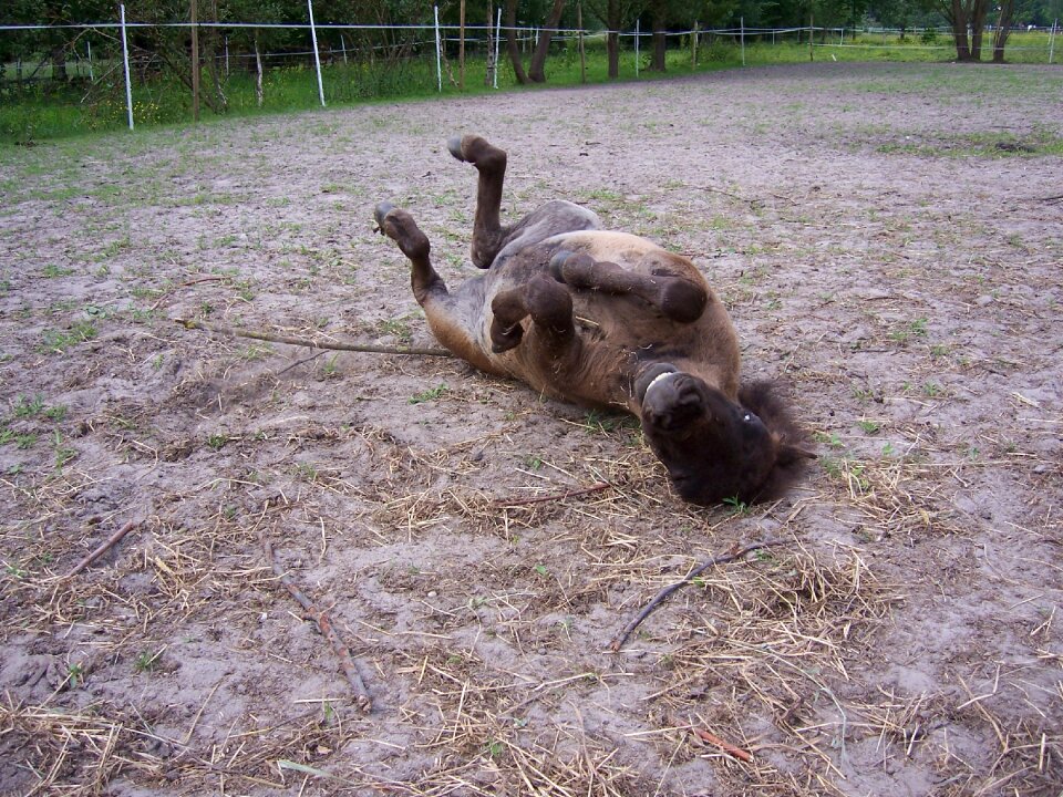Rolling happy animal