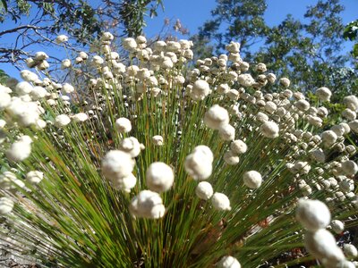Flowers plant fragile