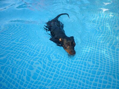 Animal water pets