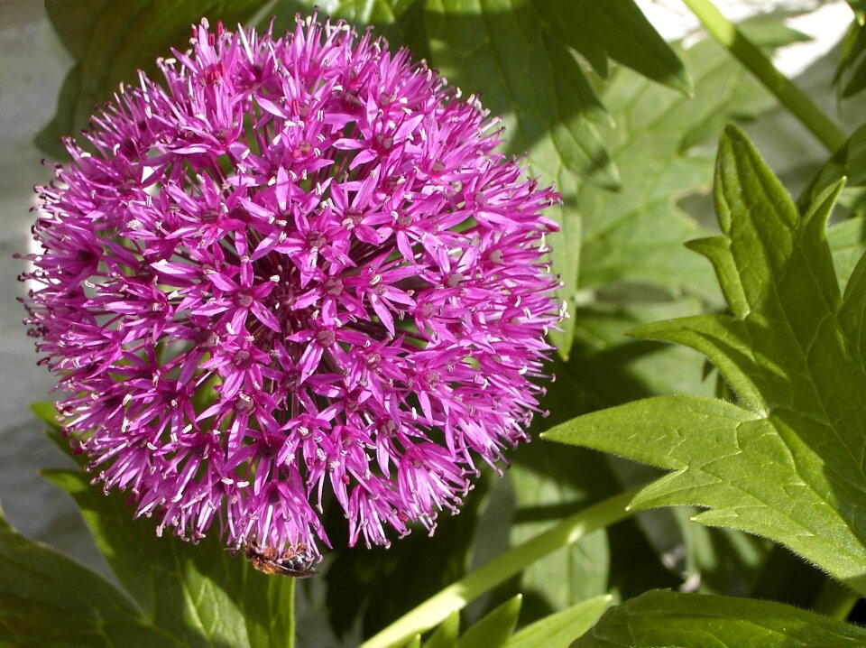 Nature purple spring