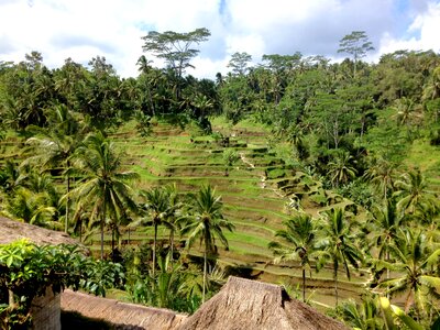 Rice green palms