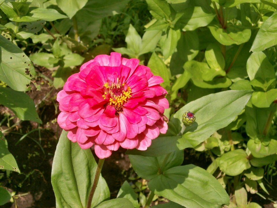 Zinnia elegans zinnia pink flower