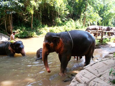 Thai elephant animal photo