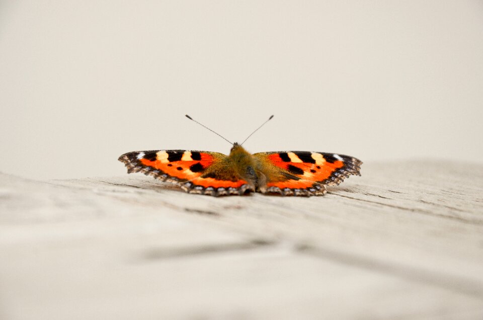Insect wings