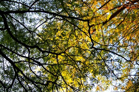 Canopy sky overhead