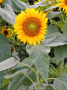 Sunflower summer flowers yellow flowers photo