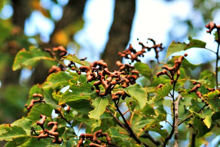 Leaves foliage green photo