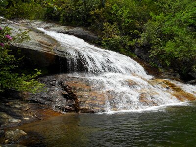 River spring tree