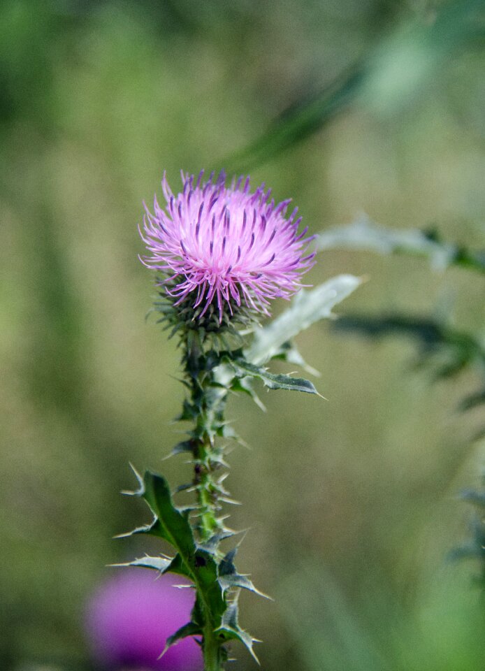 Weed wild plant flower