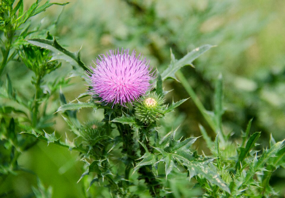 Wild plant flower leaves