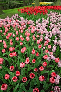 Colorful field flora photo