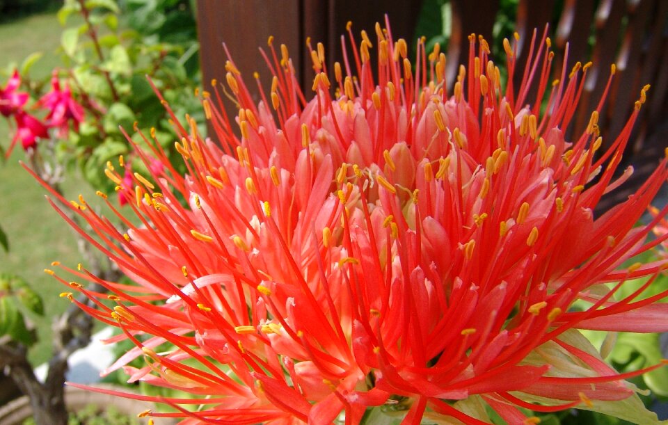 Pollen close up plant