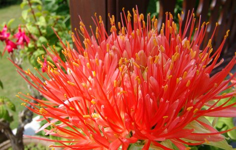 Pollen close up plant
