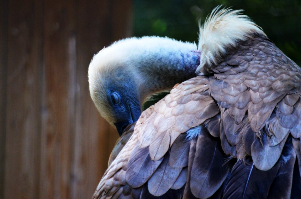 Animal clean bird