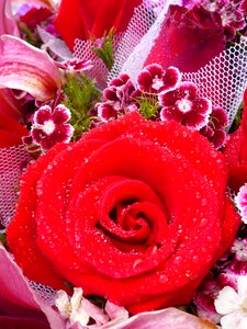Plant bouquet beautiful