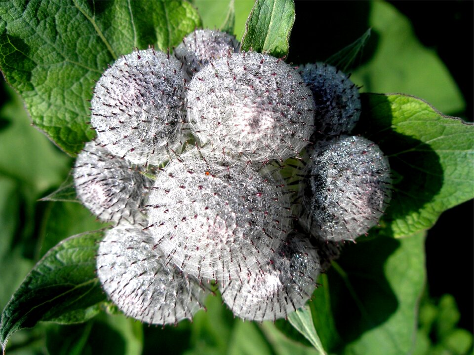 Flora woolly globose
