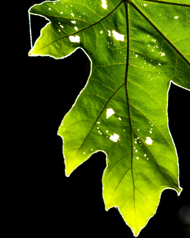 Plant environment ecology
