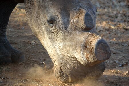 De-horned poachers wildlife photo