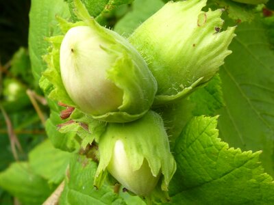 Nut hazelnuts hazel