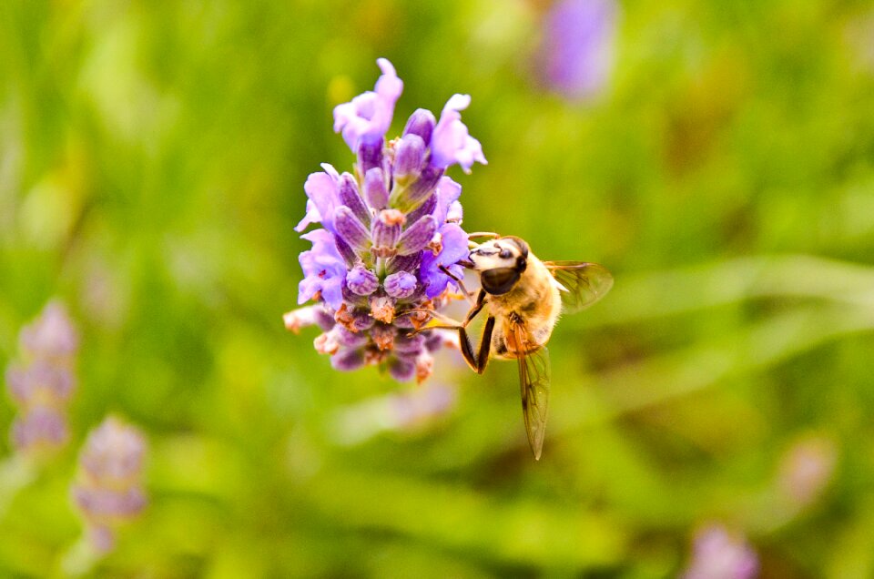 Nature insect beautiful