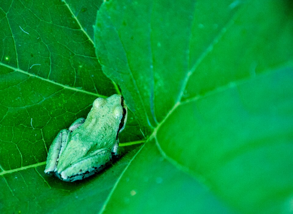Nature animal close-up