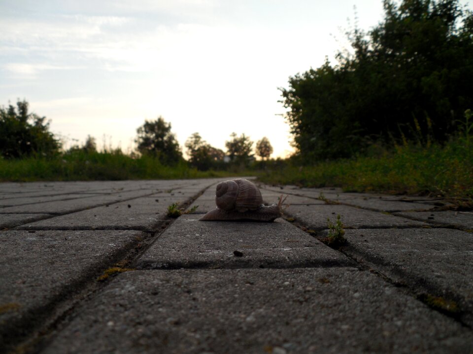 Mollusk snail shell slowly