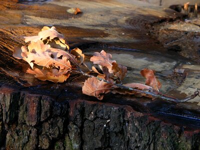 Oak leaves dry branch photo
