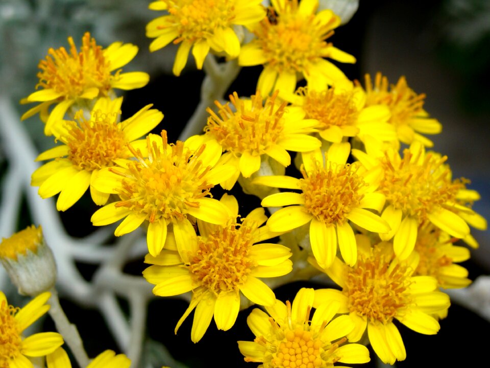 Nature bloom garden