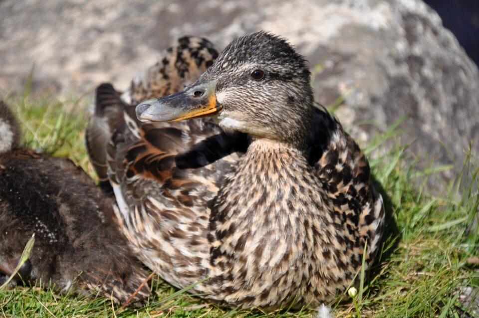 Birds waterfowl wild ducks