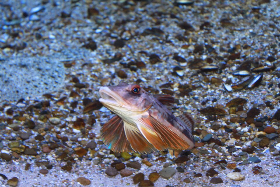 Underwater swim exotic