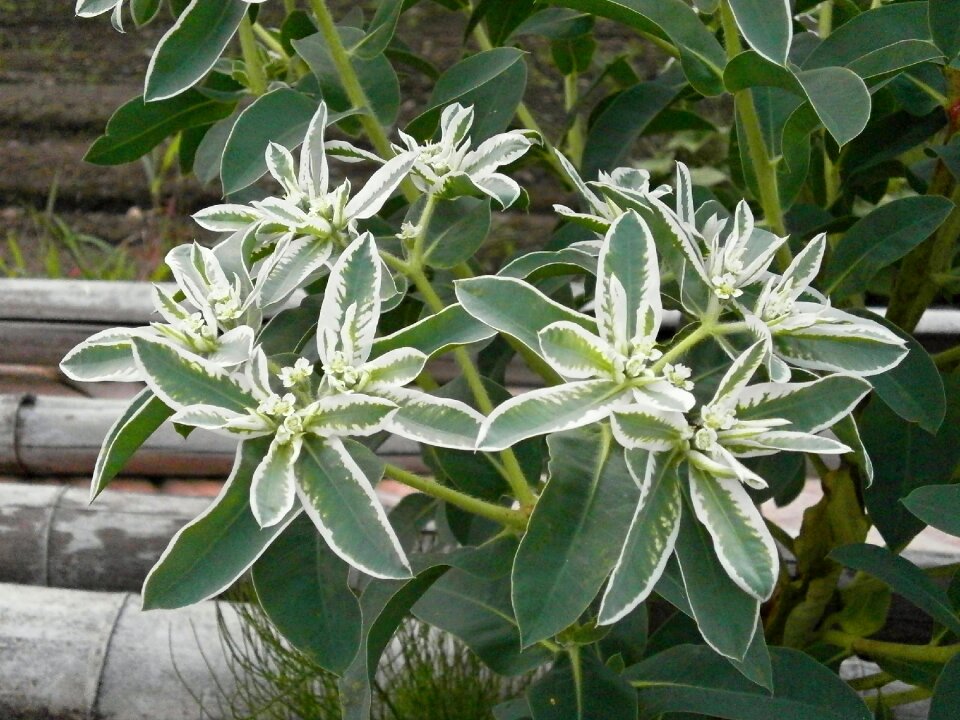 Euphorbia white flowers green flowers