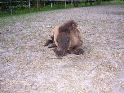 Nature horse field