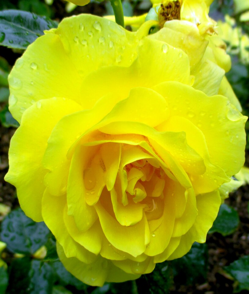 Yellow bright beautiful