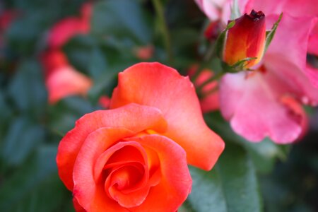 Nature bloom love