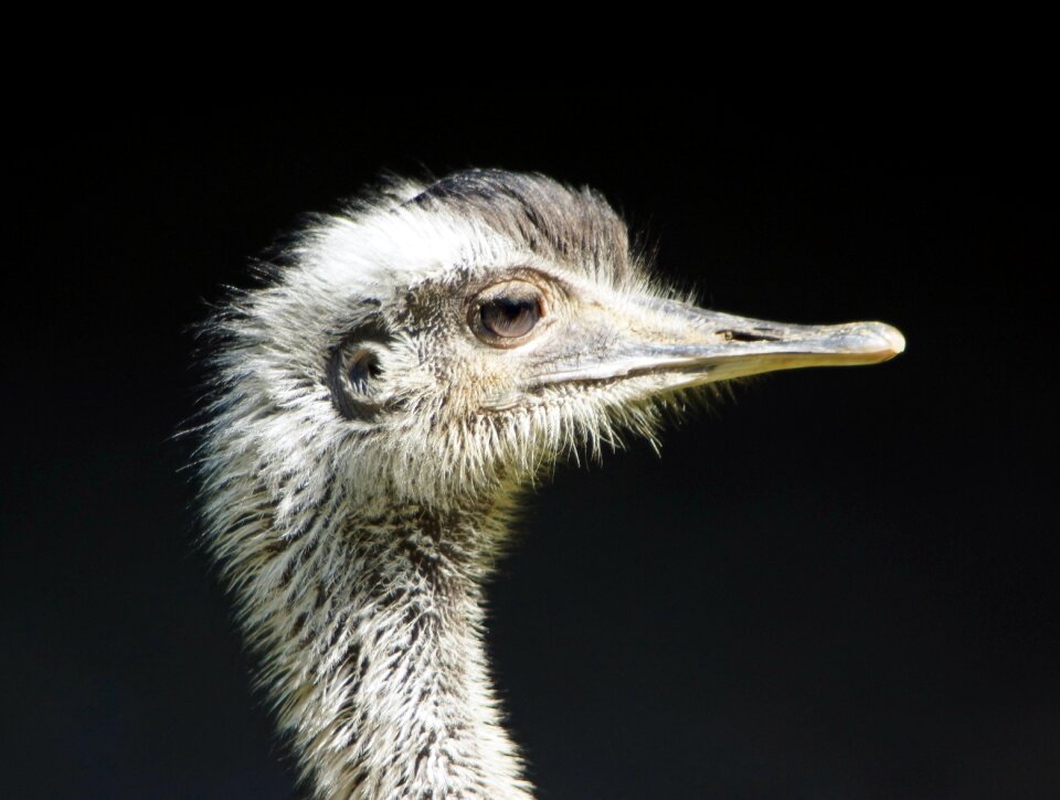 Ratites bird eyes bill