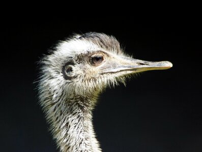 Ratites bird eyes bill