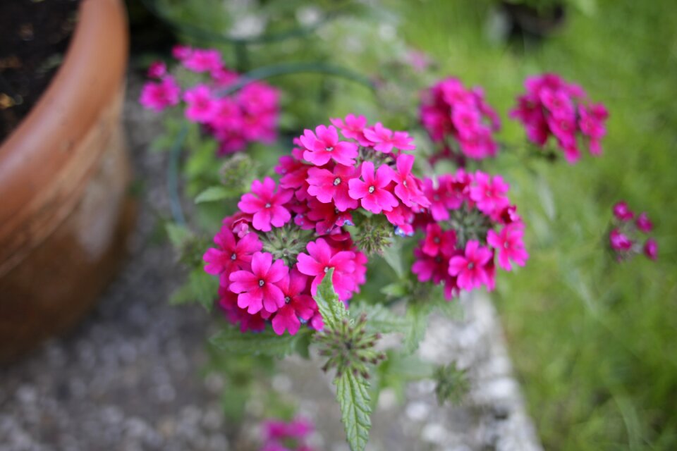 Verbena flower plant