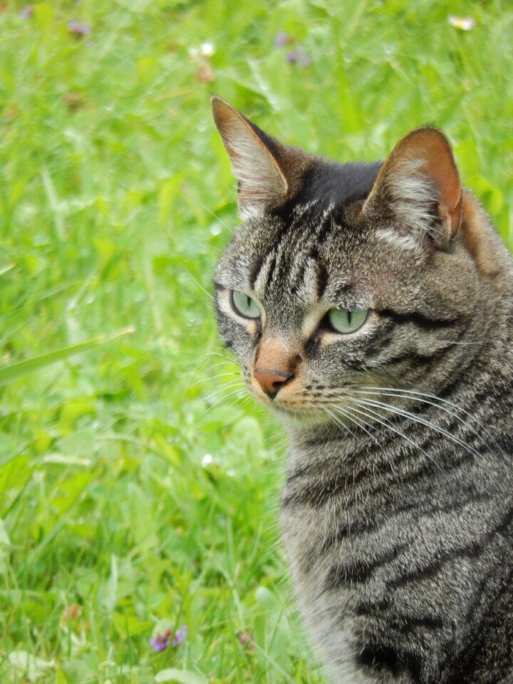 Cat animal domestic animal