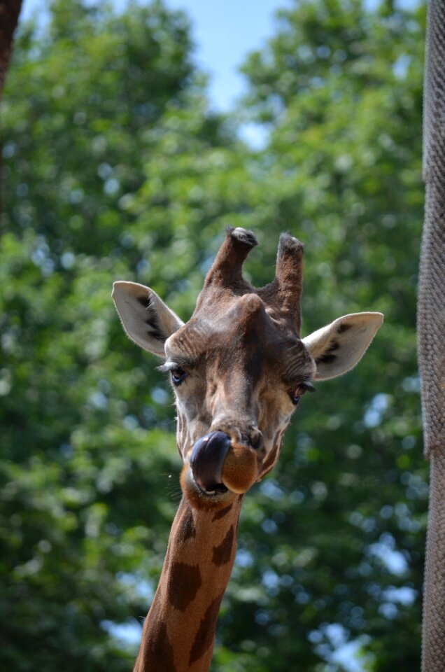 Giraffe animal tongue