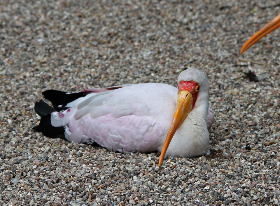 Ciconiidae stork bird