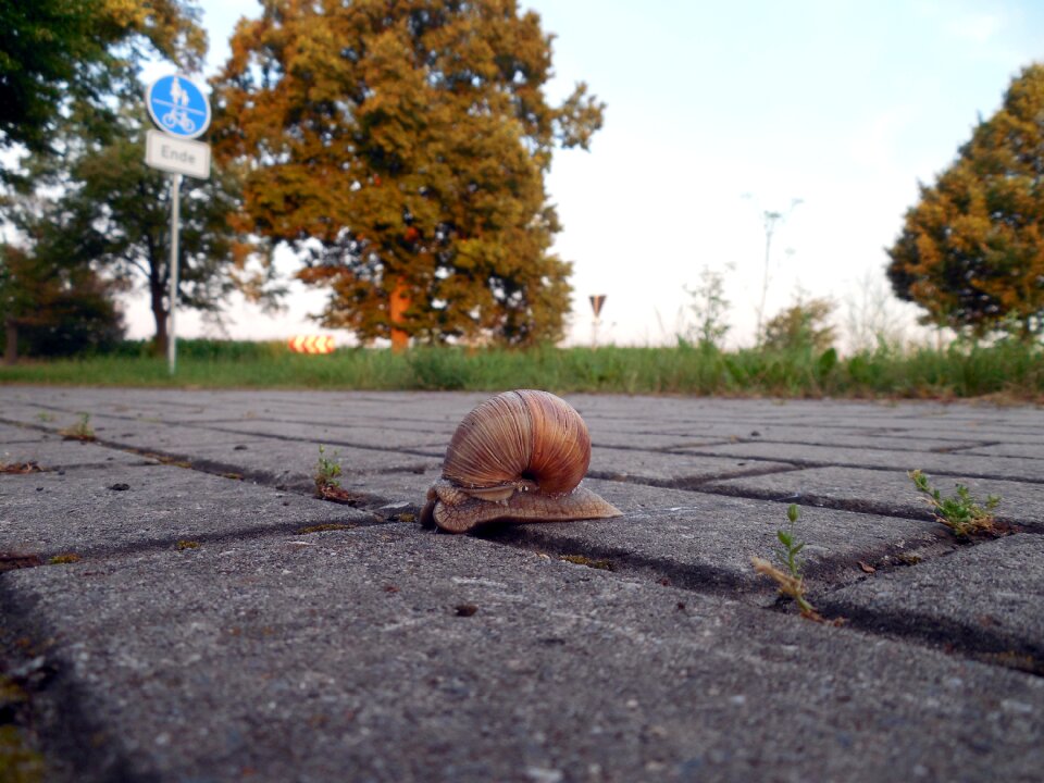 Mollusk snail shell slowly