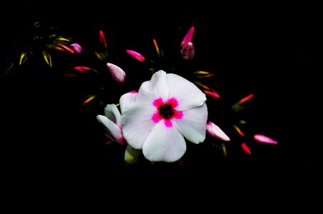Flower plant phlox bloom photo