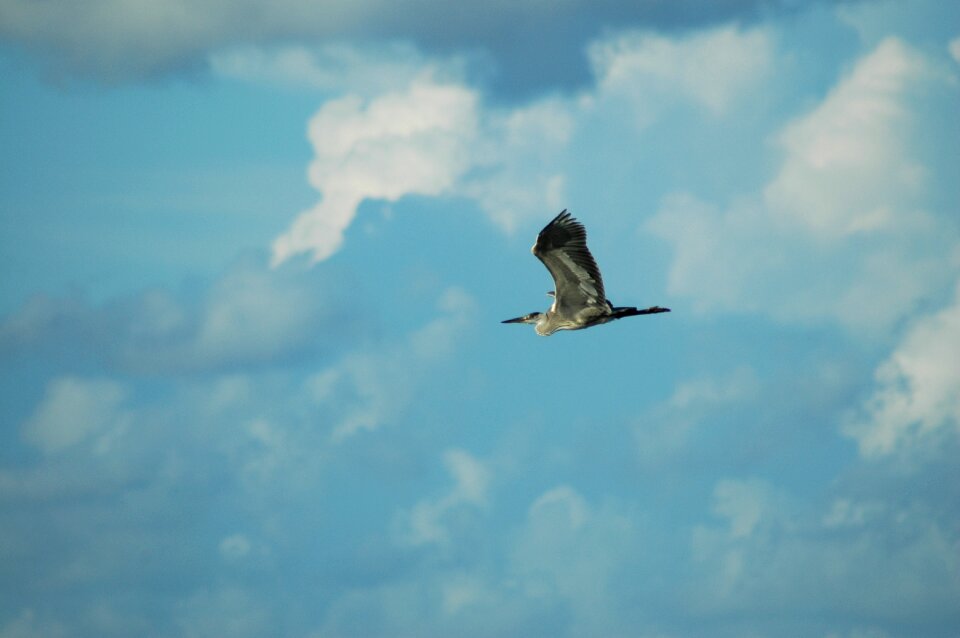 Bird view wings blue