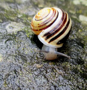 Mollusk stone rainy weather photo