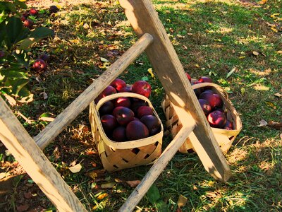 Orchard basket nature