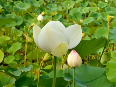 Lotus flower lotus leaf aquatic plant