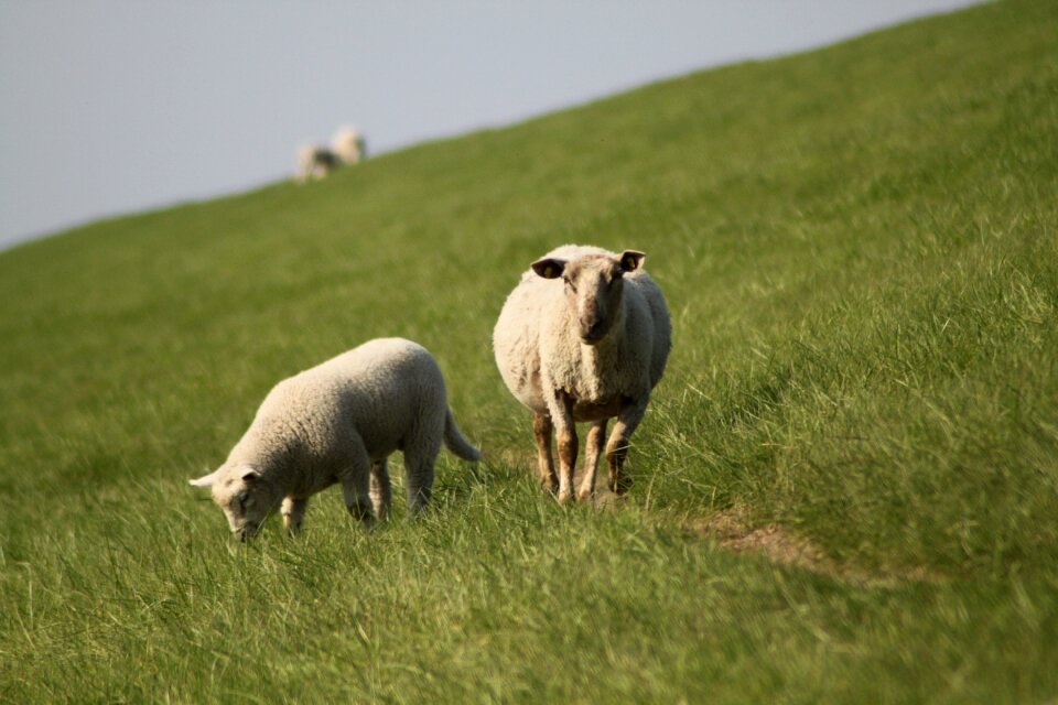 Dike nordfriesland meadow