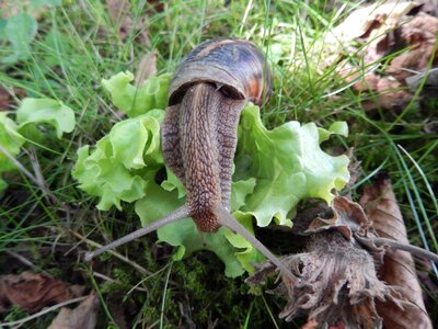 Snail garden nature