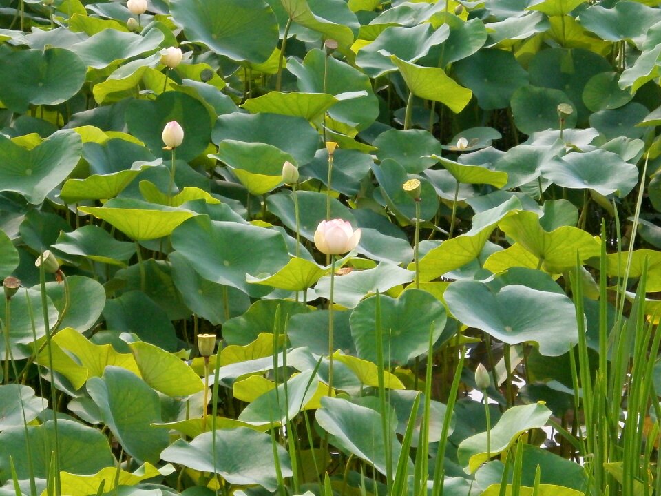 Lotus flower lotus leaf aquatic plant