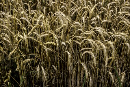 Grain nature spike